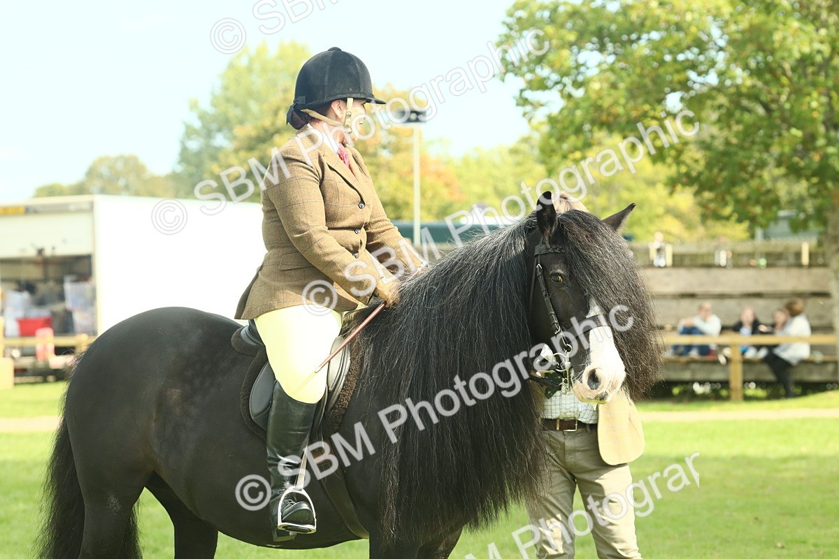 SBM_66607 - S34 - Rehabilitated Rescue Horse & Pony In Hand & Ridden