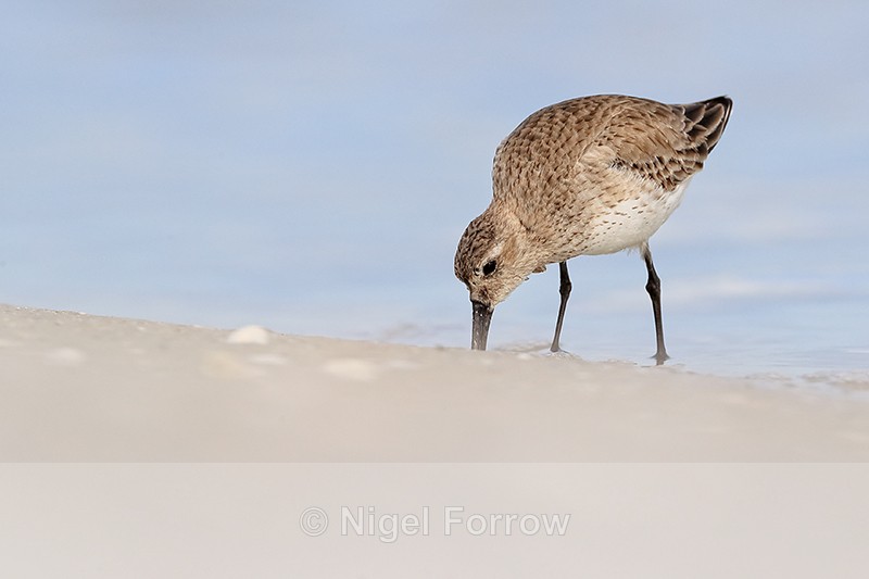 Dunlin (non-breeding plumage) foraging, Fort De Soto Park, Florida - Dunlin