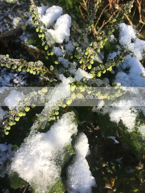 11 Mahonia Japonica - WINTER 2020 /21