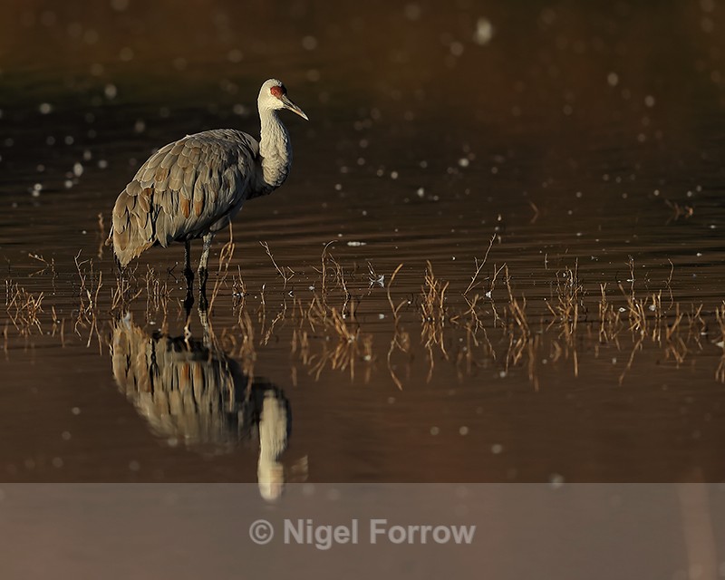 Sandhill Crane reflection, South Pond, Bosque del Apache, New Mexico - Sandhill Crane
