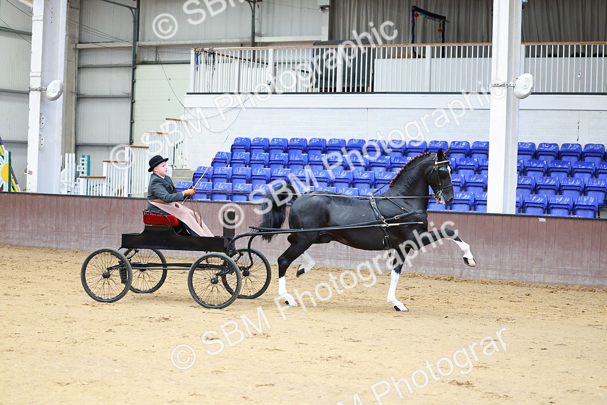 SBM_001006 - Class 13  - HHS Championship Intl Hackney Horse to a Show Wagon