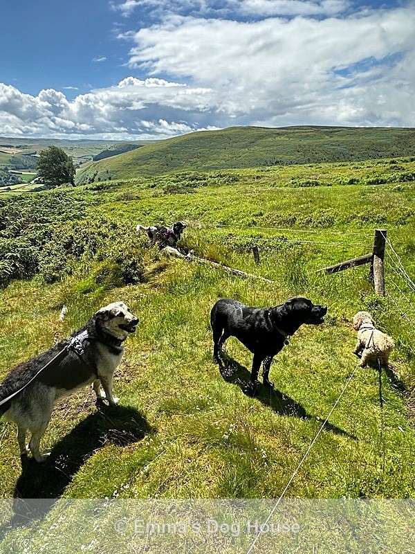  - Dogs