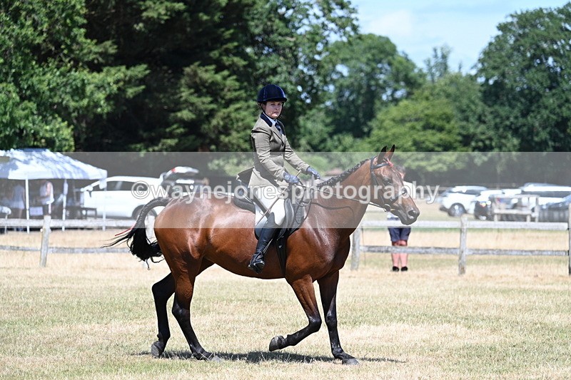 WJ7_3048 - Class 7 Riding Club Show Horse