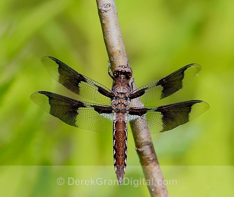 Common Whitetail(Plathemis lydia) - Juvenile Male - Dragonflies of Atlantic Canada