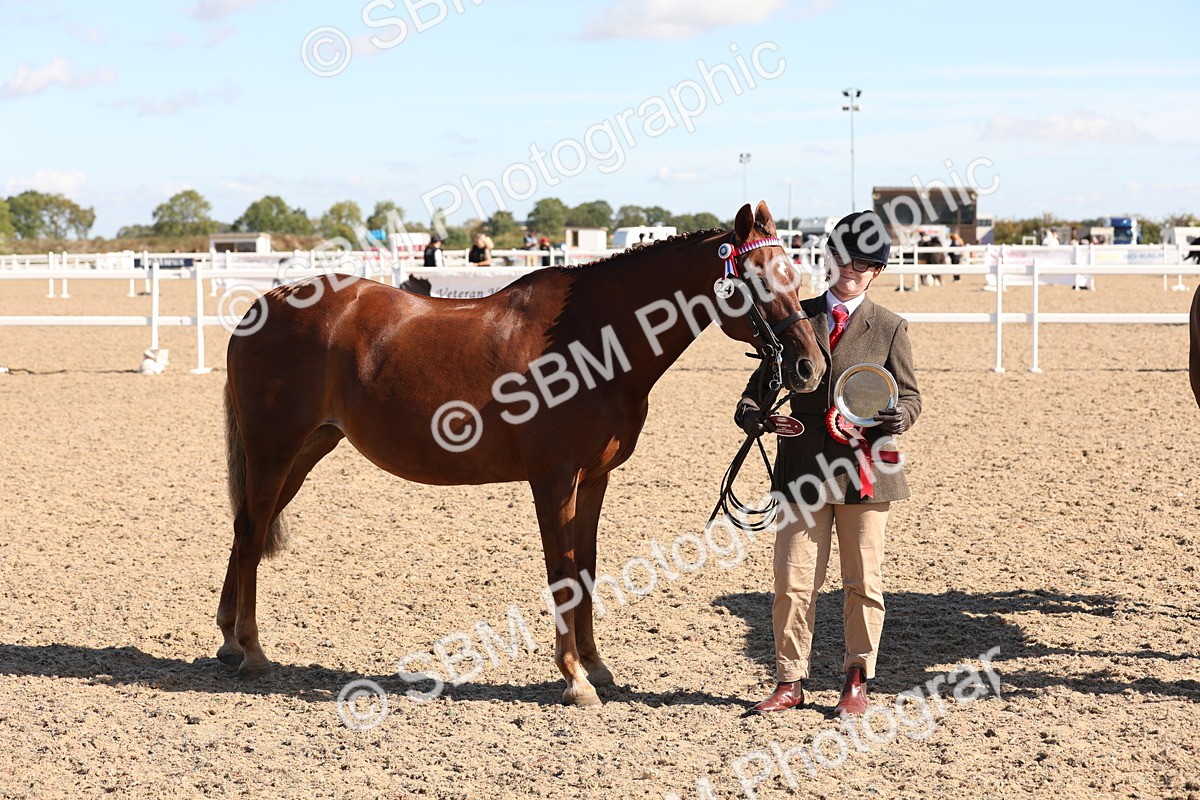 SBM_12851 - Class 205 - IH Show Pony - Show Hunter Pony