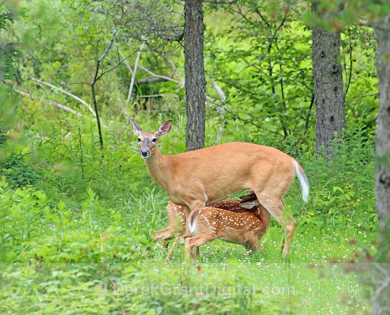 White-tailed Fawns Suckling - Mammals, Reptiles & Amphibians