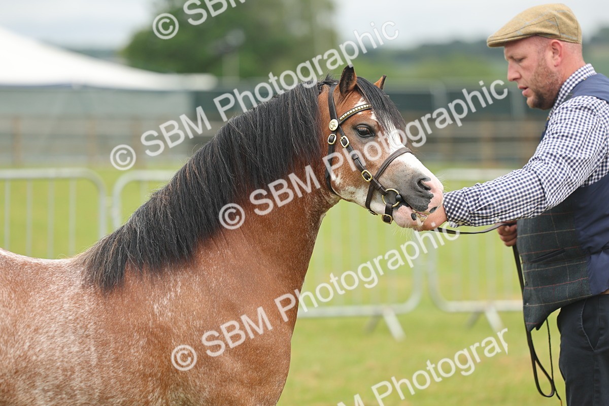 SBM_01400 - Class 50-57 - M&M Welsh Pony In Hand