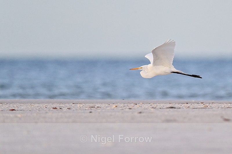 Great Egret flying along beach, Fort De Soto, Florida - Great Egret