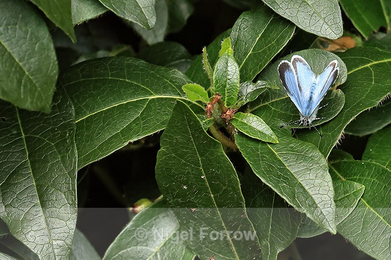 Holly Blue (female) on viburnum, Oxfordshire - INSECTS