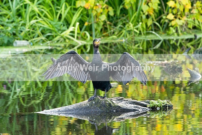 20110904-_MG_6699 - Cormorant