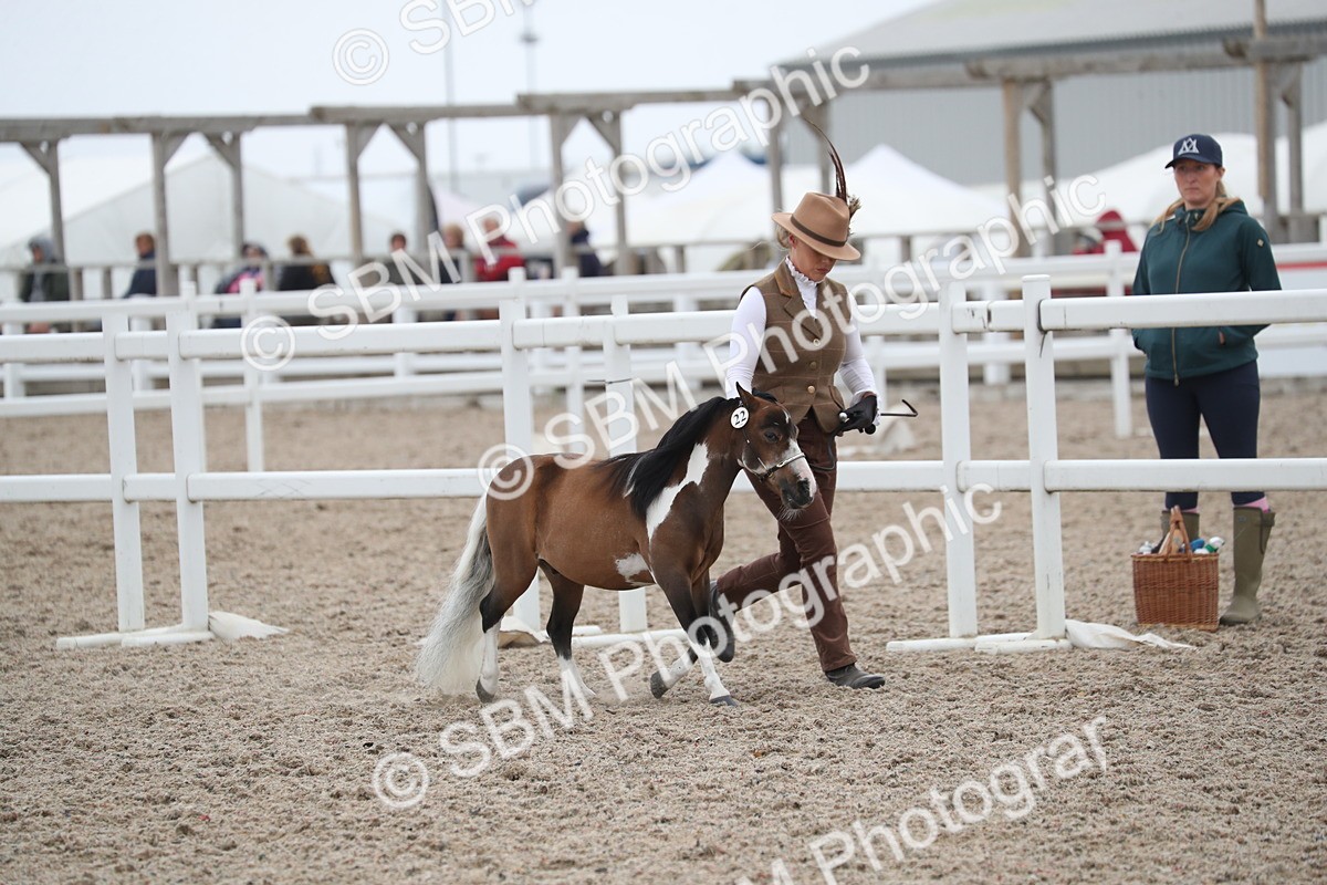 SBM_17934 - Class 317 IH Pure bred Horse/Pony