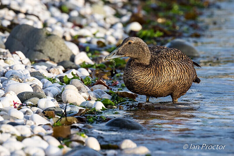 Eider (Somateria mollissima) female feeding along the shoreline - Nature