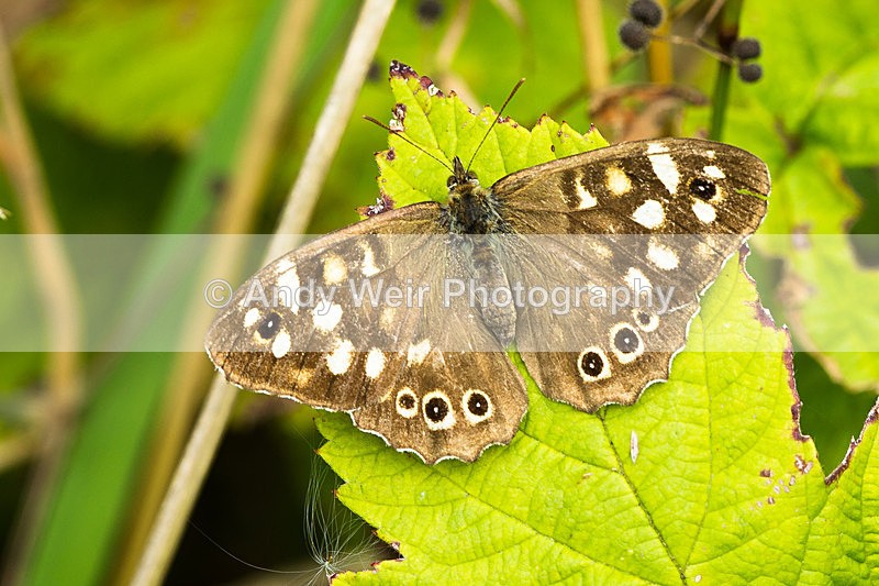 20130818-3K8A5515 - Butterflies & Moths