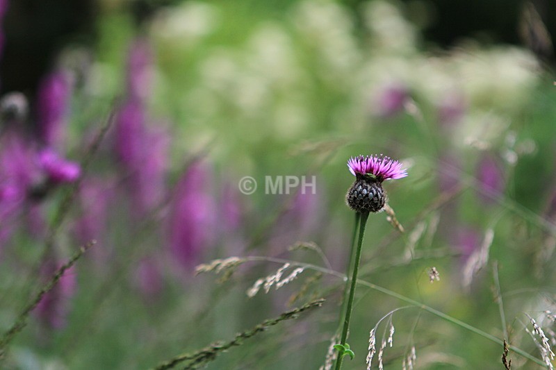  - Flowers