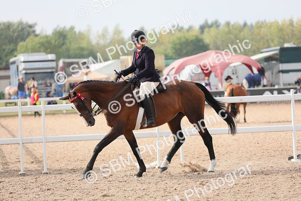 SBM_11461 - Class 305 Ridden Foreign Breeds- Pure Bred