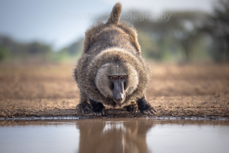  - African Safaris