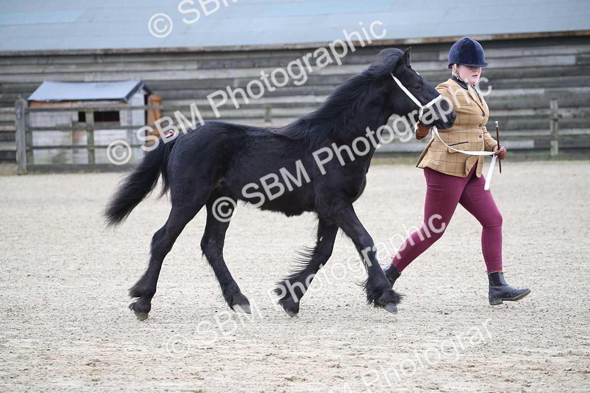 SBM_003984 - Class 1-4 - Young Stock classes Inc. In Hand Championship