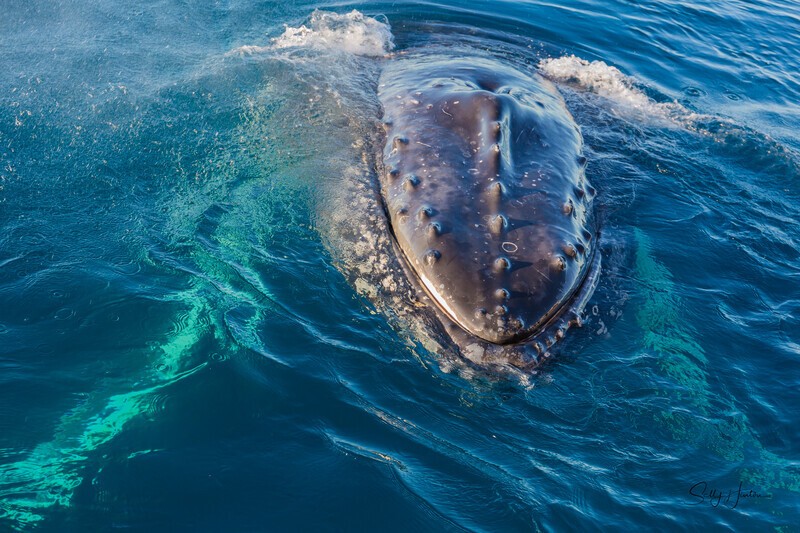 Hello 6_16A8344 - Humpback Whales