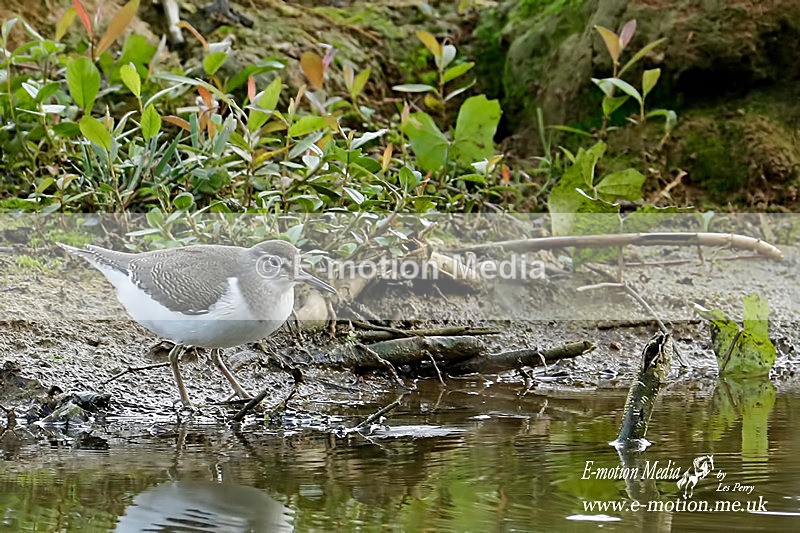 Green Sandpiper 010915 - Nature