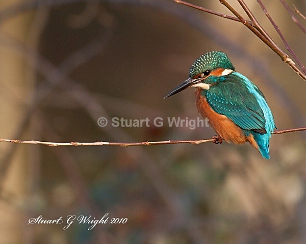 31 - Kingfisher
