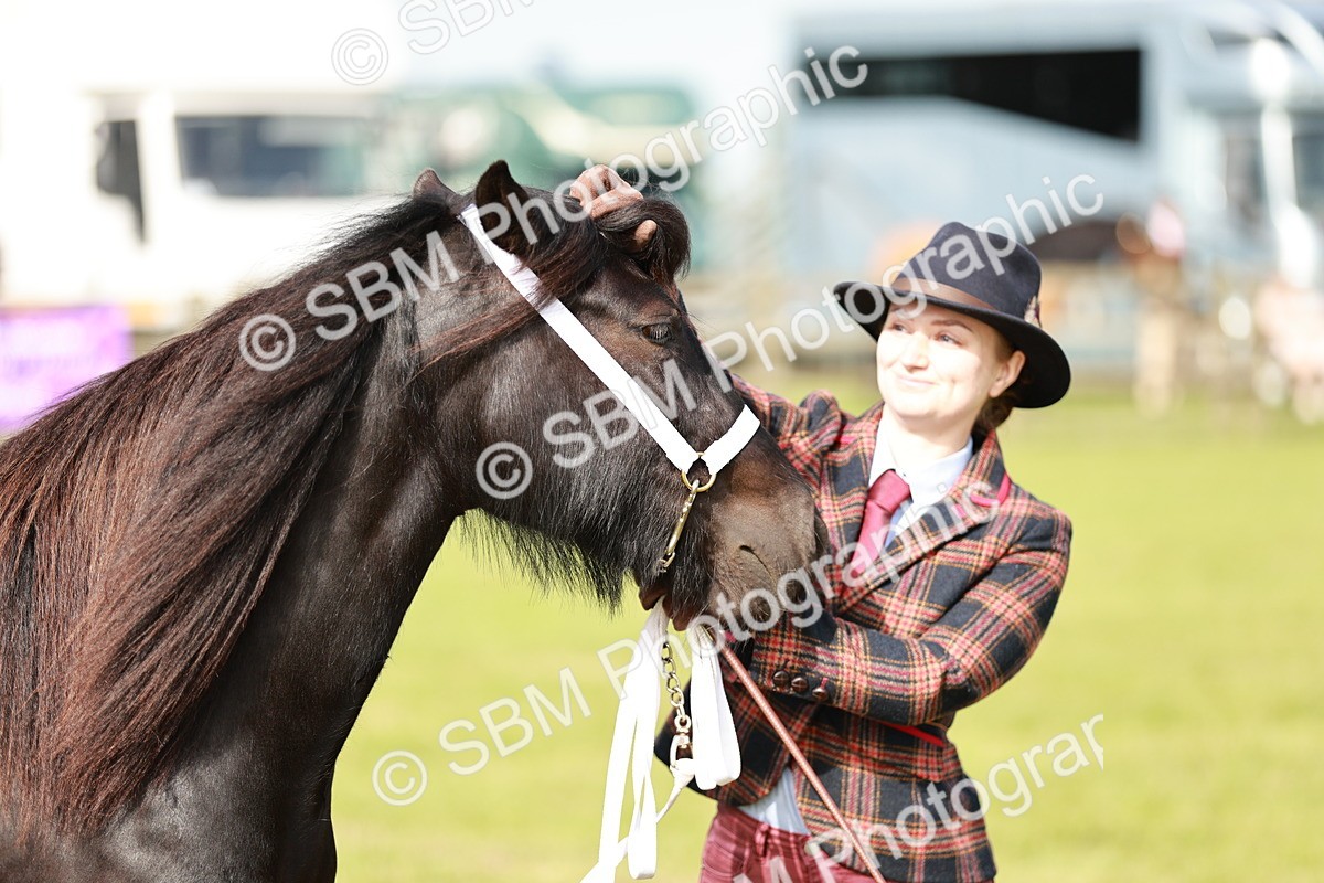 SBM_00745 - Class 14-23 - Mountain & Moorland In Hand Non Welsh