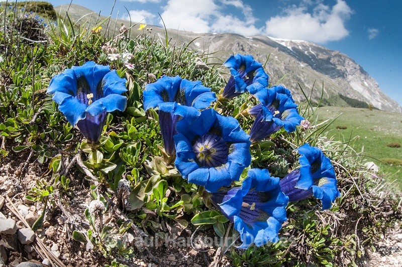  - Plants: wide-angle