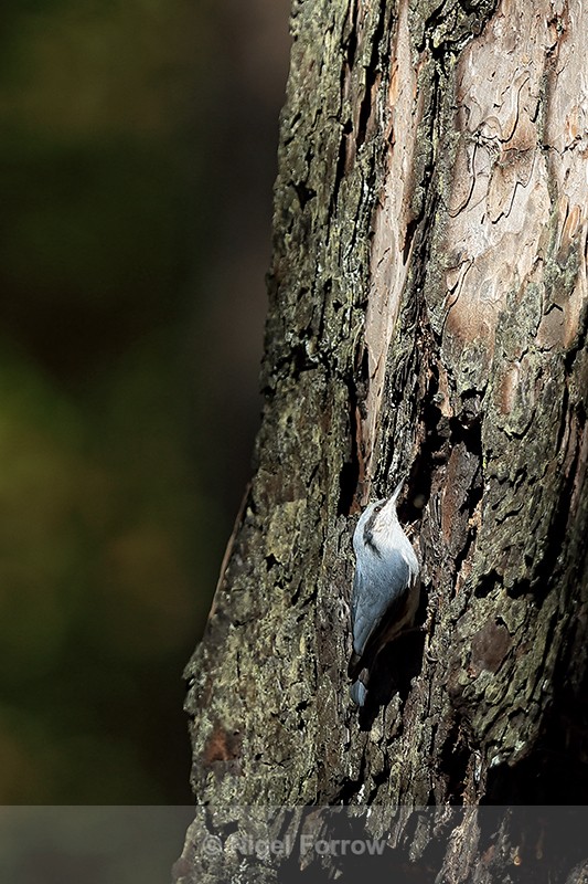 Chestnut-vented Nuthatch, Lang Biang mountain, Vietnam - Chestnut-vented Nuthatch