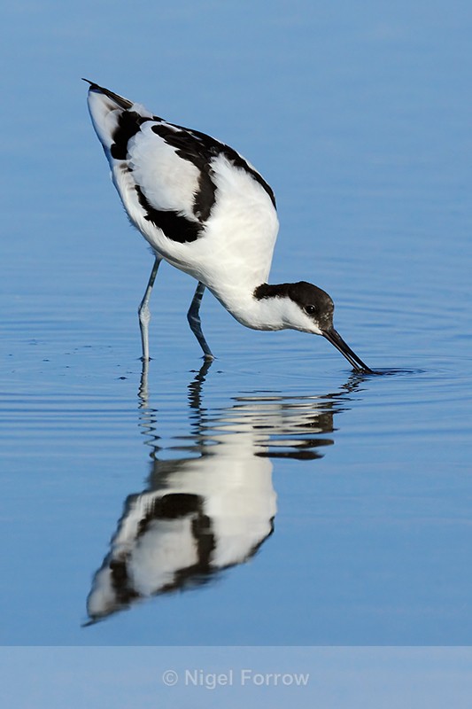 Avocet feeding in the lagoon at Brownsea Island - Avocet