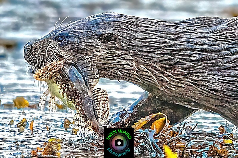DO-21-The Bay, Oban, Argyll - 'DRATSIE' (AKA Otters)