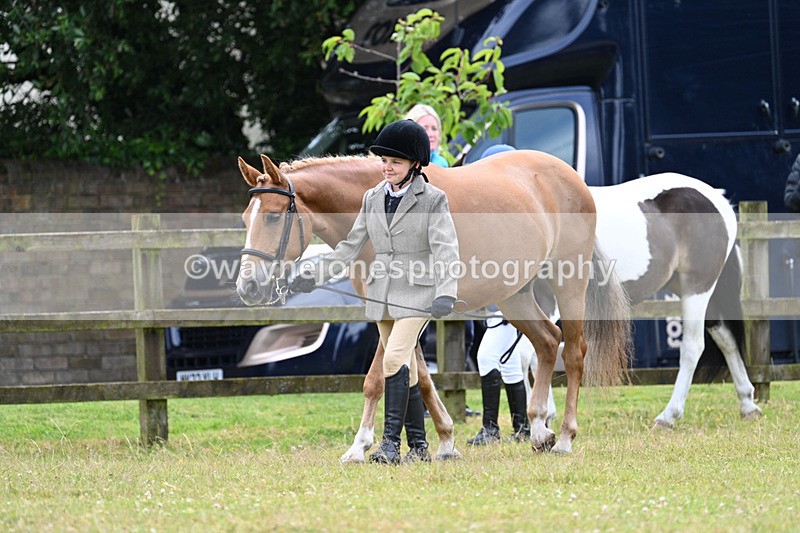 WJ7_6515 - Class 5 Handsome Gelding in hand