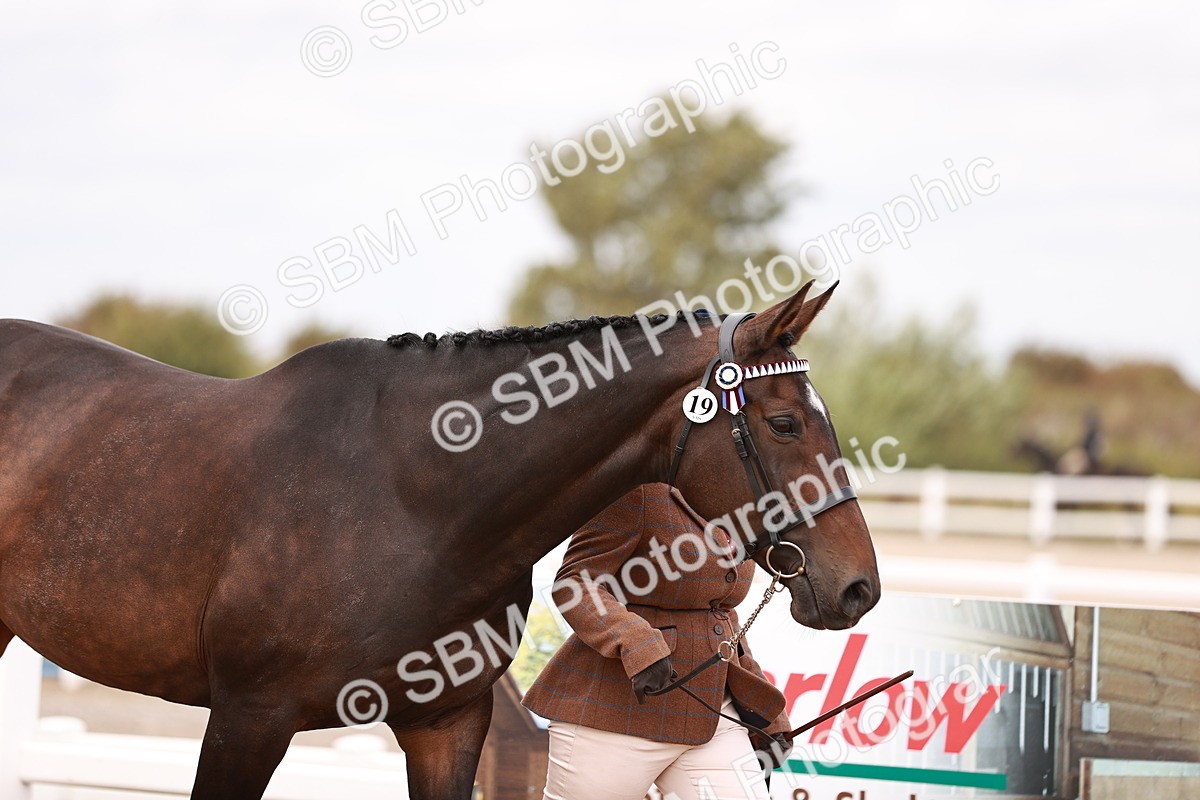 SBM_16106 - Class 411 - Prettiest Mare - (IH or Ridden Adult)