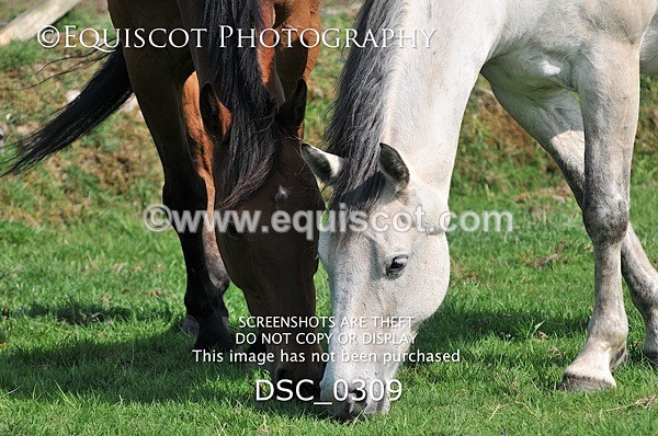 DSC_0309 - ARCHIVE REQUEST - Quincy and Guinness