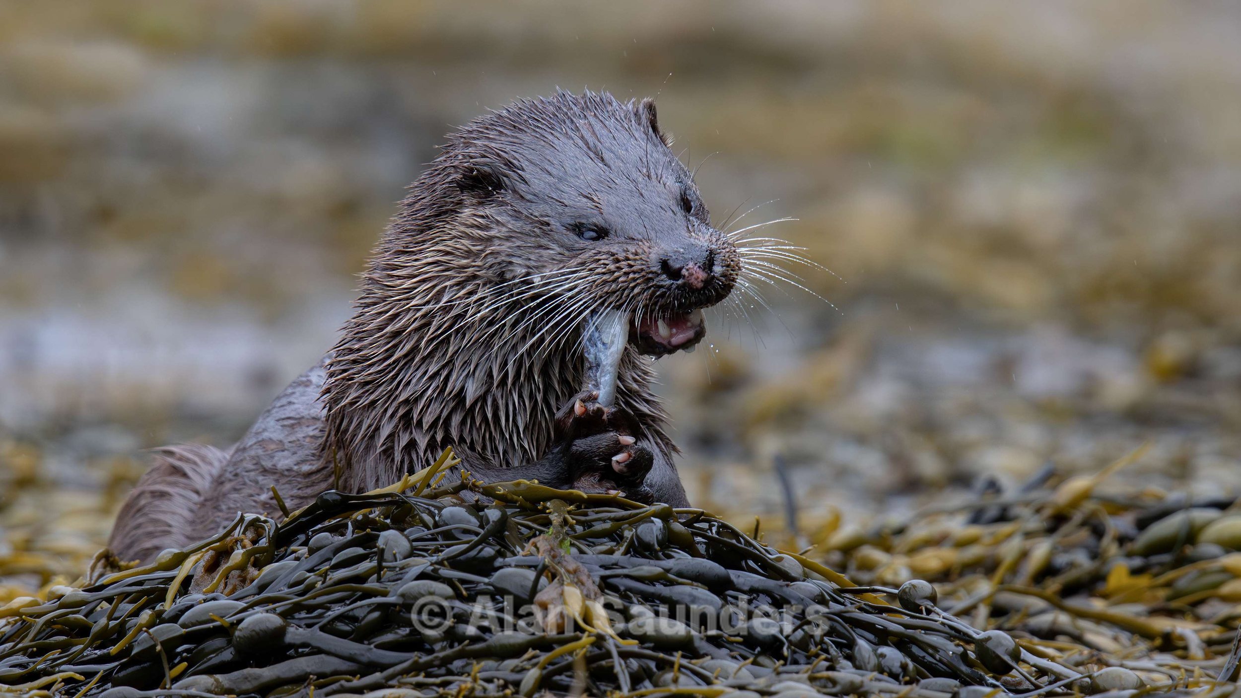 Eurasian Otter 4
