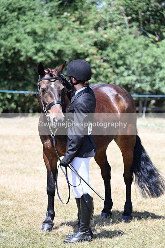 WJ7_2489 - Class 5a Most Handsome Gelding in hand (above 14.2hh)