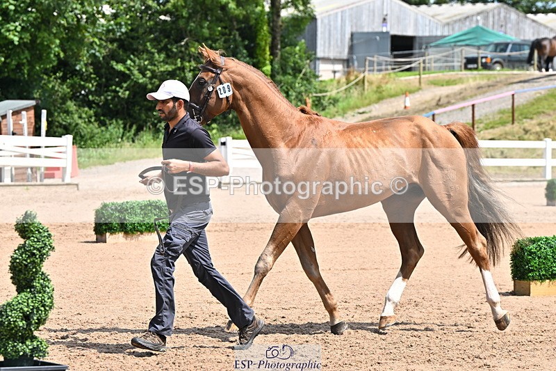 240718A-105250-01216 - Trot Up 12pm to 1pm