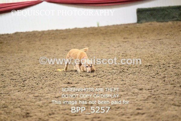 BPP_5257 - CLASS 5 HORSE AND HOUND