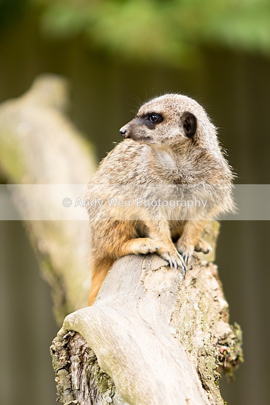 20150725-8E0A0254 - Captive Animals