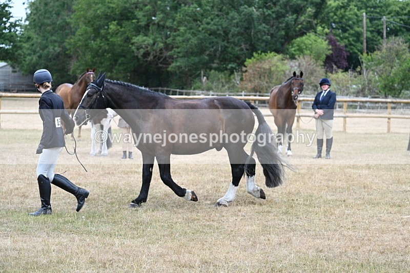 WJ7_0107 - Class 5a Most Handsome Gelding (above 14.2hh)