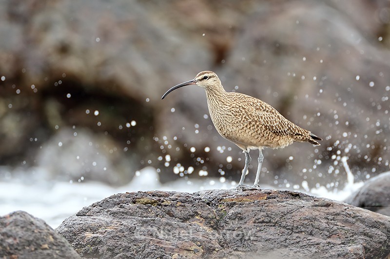 Whimbrel and sea spray, Chile - Whimbrel