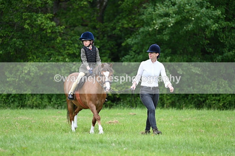 WJ7_4287 - Class 14A Handsome Gelding