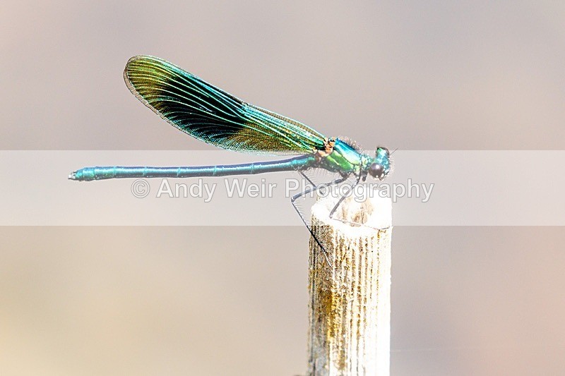 20180706untitled3K8A1944 - Dragonflies & Damselflies