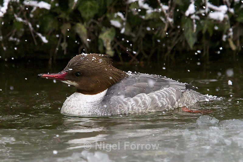 Goosander (female) in the snow - Goosander