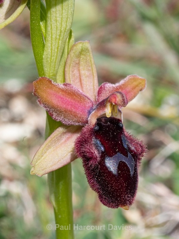 Promontory Orchid (Ophrys promontori)  - Gargano - Wild Orchids