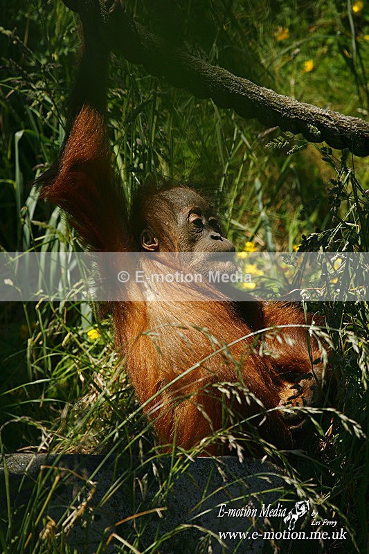 Orangatan 300506 1 - Nature