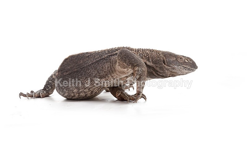 2SKJ8829 - Roaming Reptile Show. II