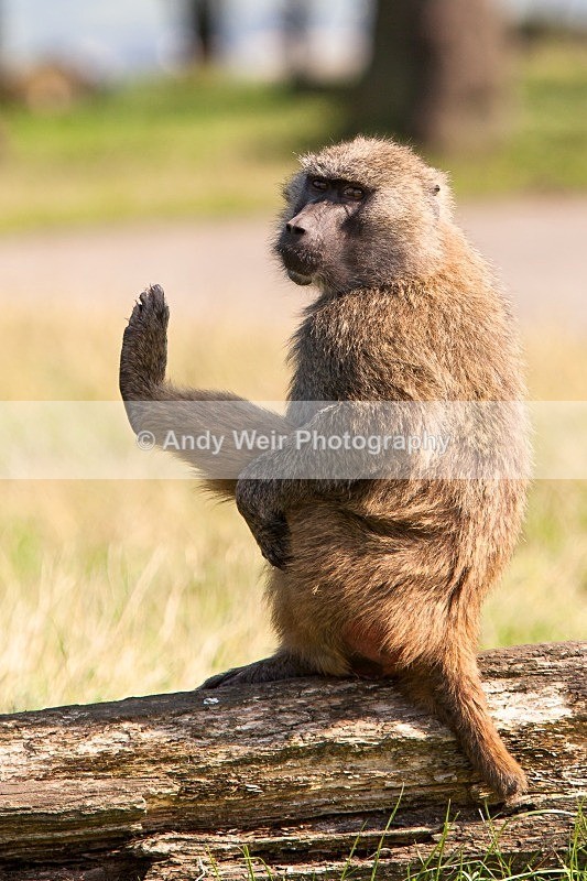 20120903-_MG_9760 - Captive Animals