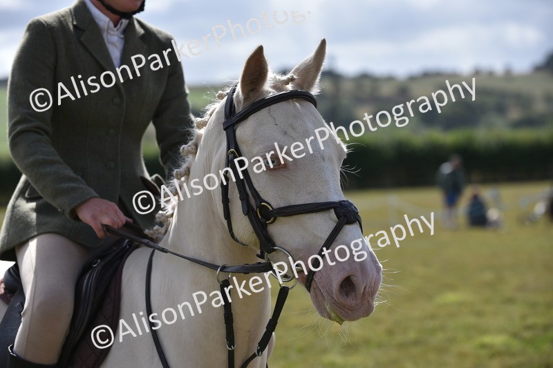 20250831-4091 - Class 13 - Working Hunter Horse or Pony