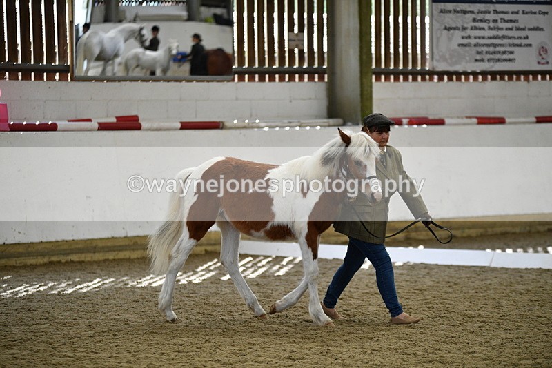WJ5_4939 - Class 7 In hand coloured / odd coloured