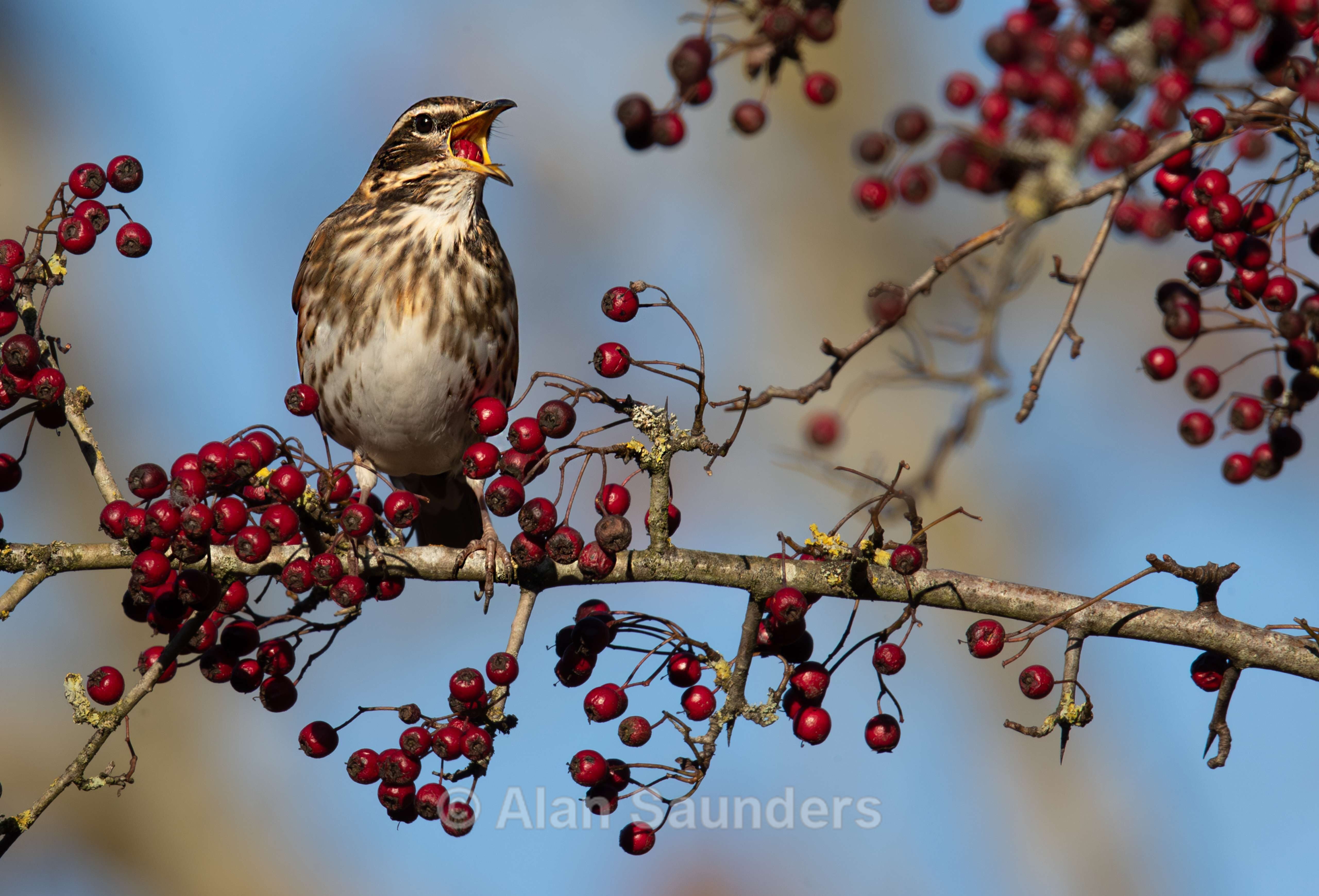 Redwing 1