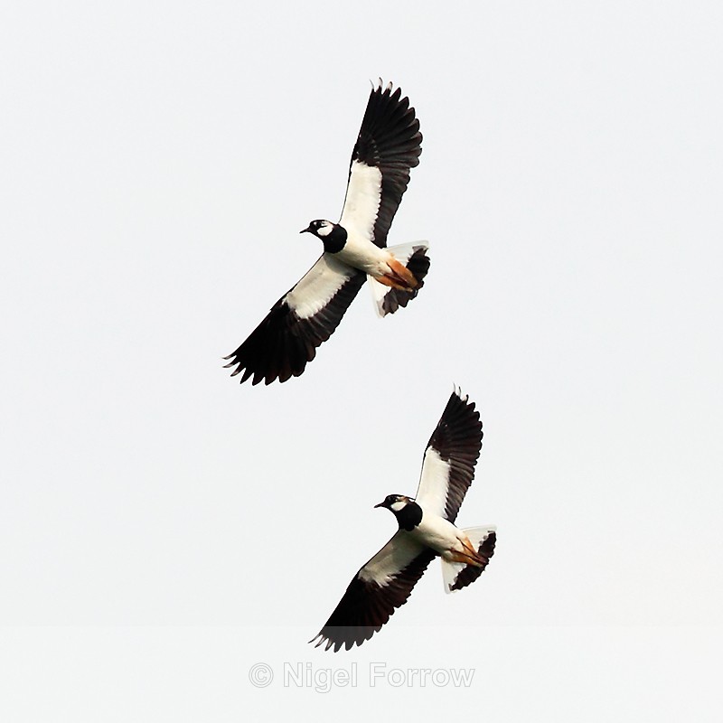 Lapwings in flight over Big Otmoor - Lapwing